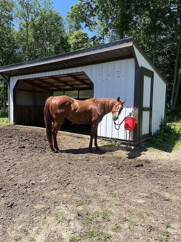 heading-quarter-horse
