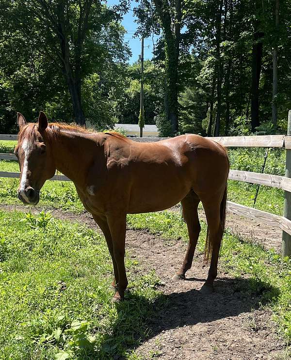 calf-roping-quarter-horse