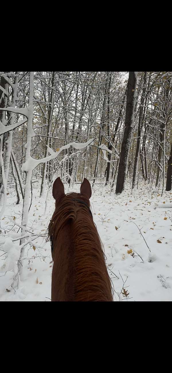 catch-quarter-horse