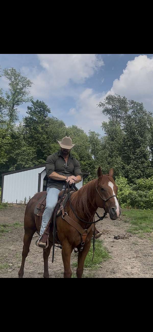 cutting-quarter-horse