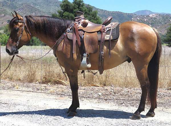all-around-quarter-horse