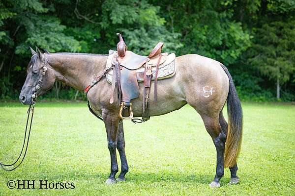 all-around-quarter-horse