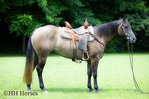 athletic-quarter-horse