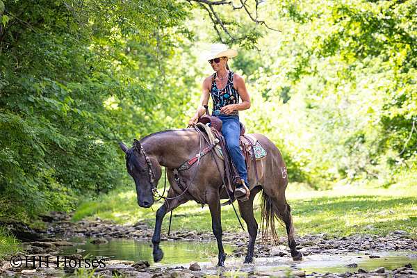 beginner-quarter-horse