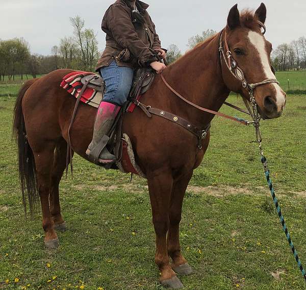 blaze-on-face-horse