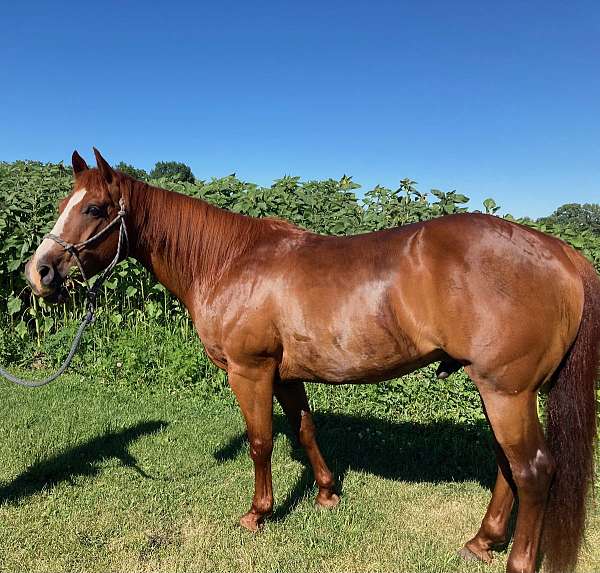chestnut-blaze-on-face-horse