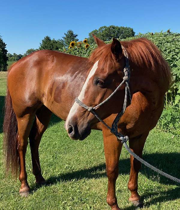 affordable-quarter-horse