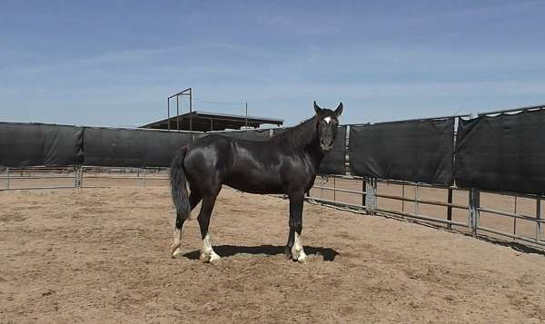 rf-lh-rh-stockings-horse