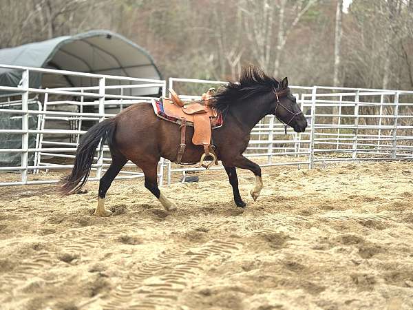 black-rf-lh-rh-stockings-horse