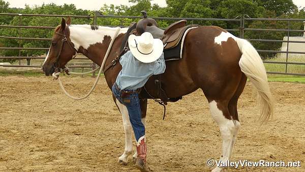 husband-safe-paint-horse
