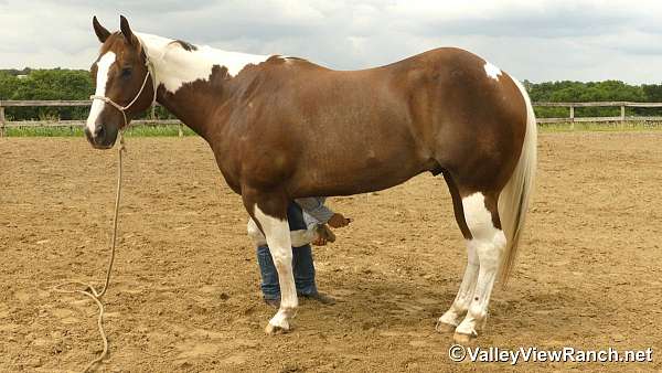 ranch-paint-horse