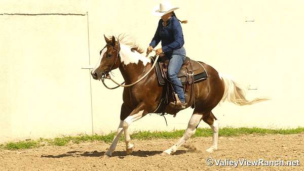 ranch-versatility-paint-horse