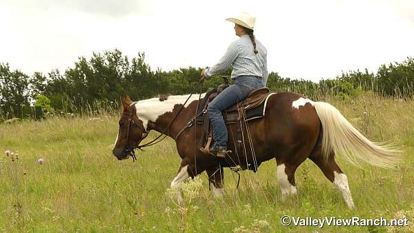 ranch-work-paint-horse