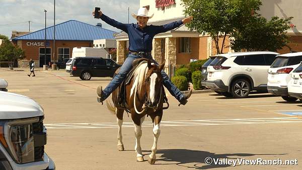 roping-paint-horse