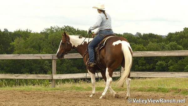 team-penning-paint-horse