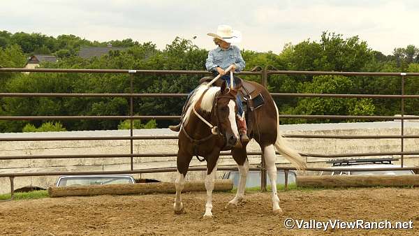 trail-class-competition-paint-horse