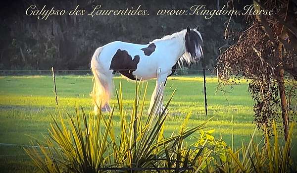breeding-drum-gypsy-vanner-horse