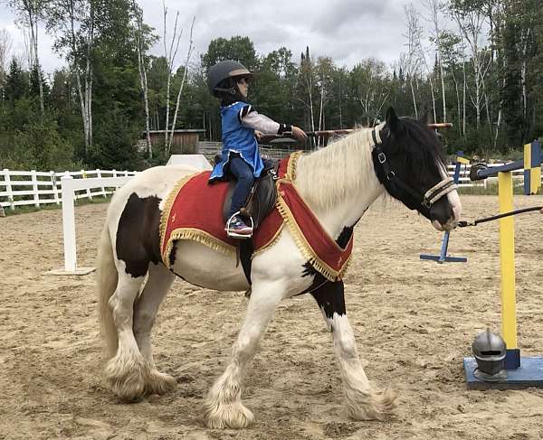 area-gypsy-vanner-horse