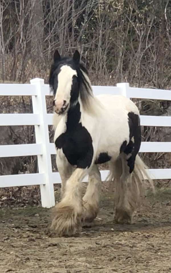 bombroof-gypsy-vanner-horse