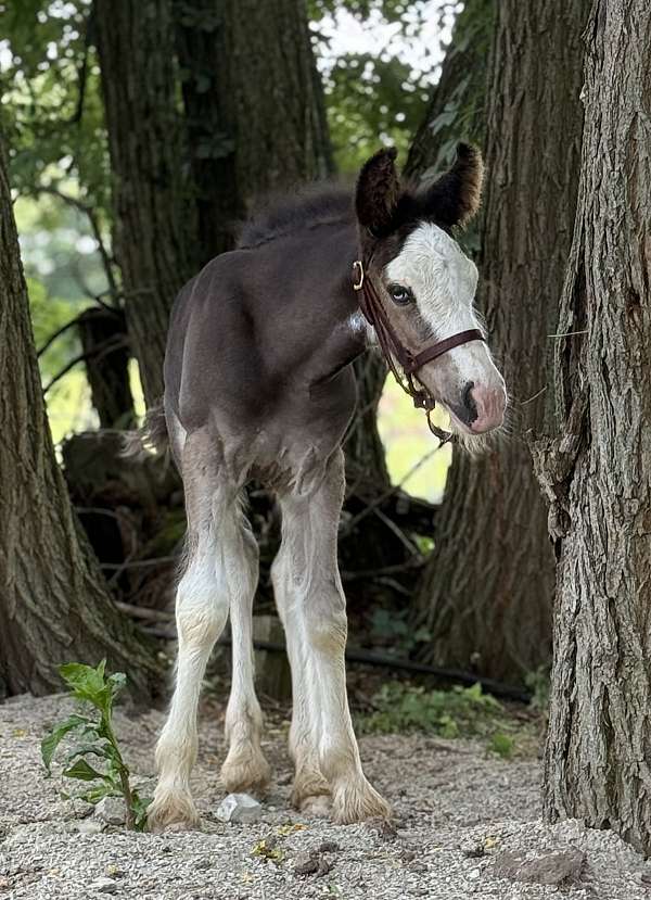 black-sabino-breeding-show-horse