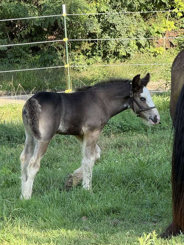 black-sabino-horse-for-sale
