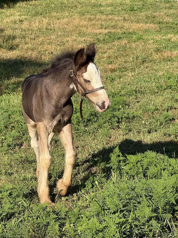 gypsy-vanner-colt