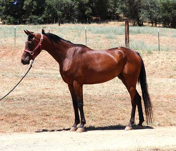 dressage-arabian-horse