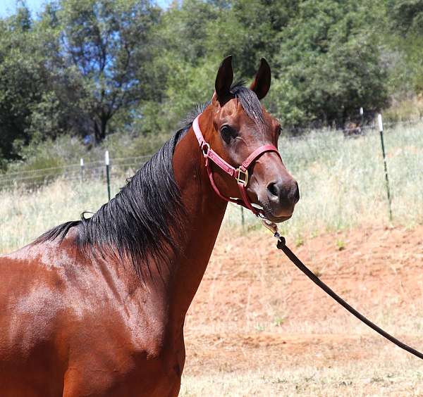 endurance-arabian-horse