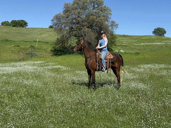horsemanship-arabian-horse