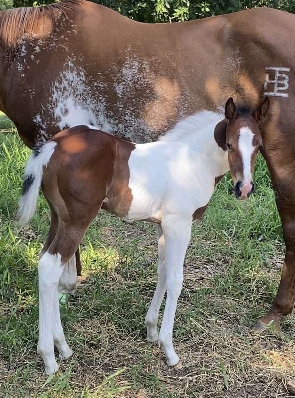 all-around-paint-horse