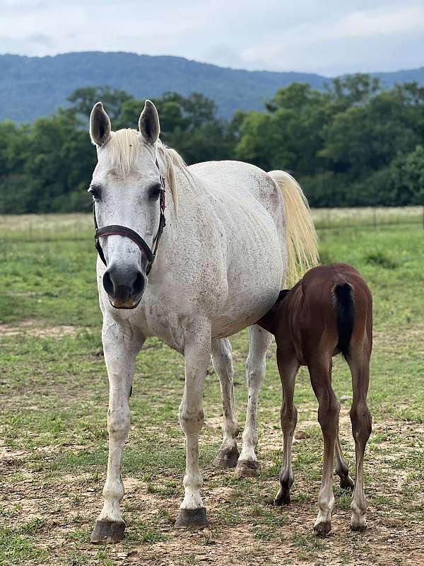chocolate-ranch-stallion-horse
