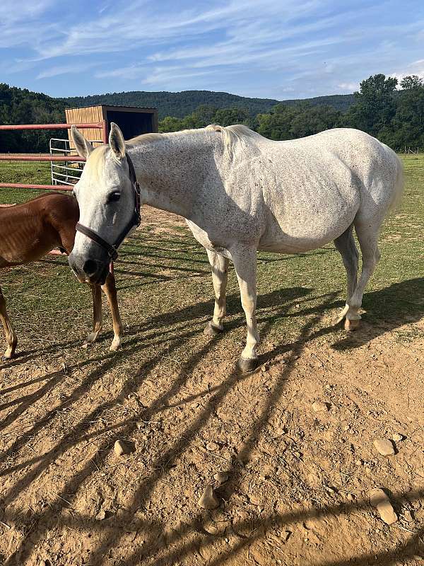 dun-ranch-stallion-horse