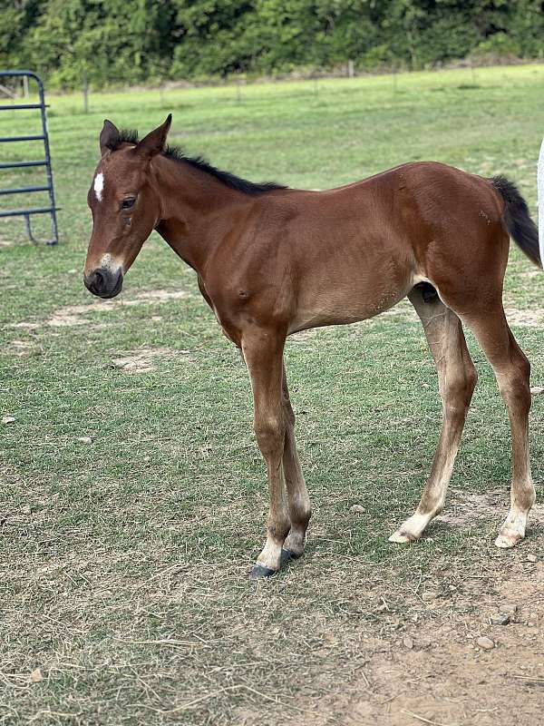 ranch-stallion-broodmare