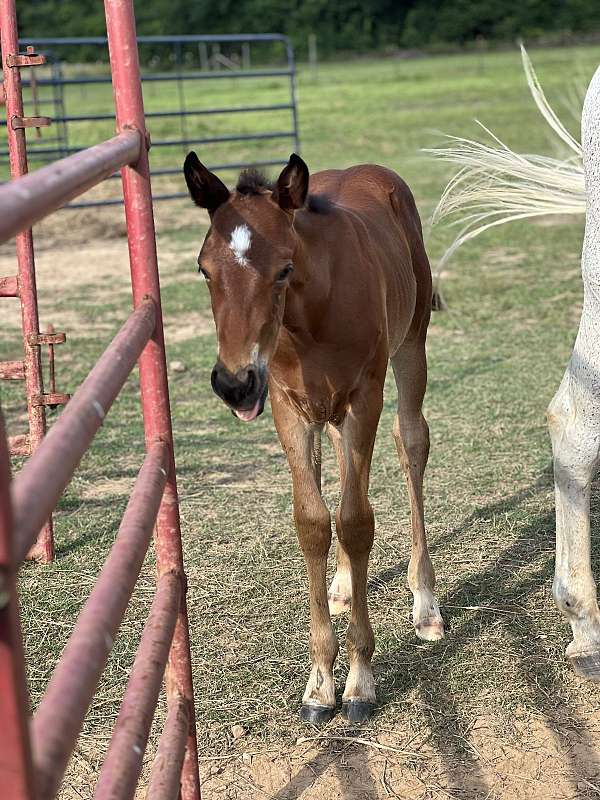 chocolate-aqha-stallion