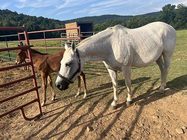 quarter-horse-mare