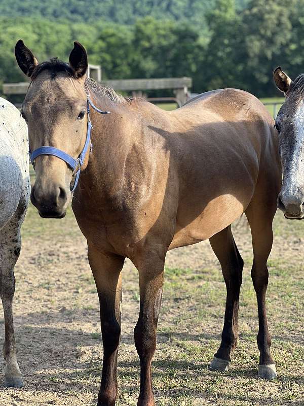 roping-appaloosa-spotted-horse