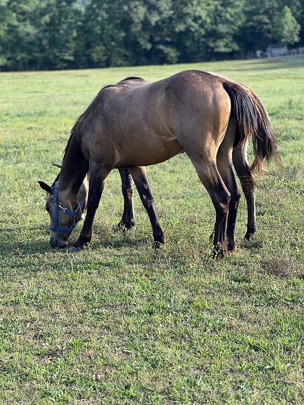 buckskin-appaloosa-spotted-filly-mare