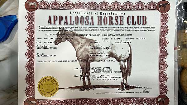 buckskin-aphc-aqha-filly-mare