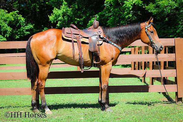 all-around-paint-horse