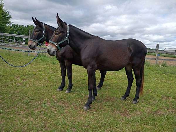 none-horse