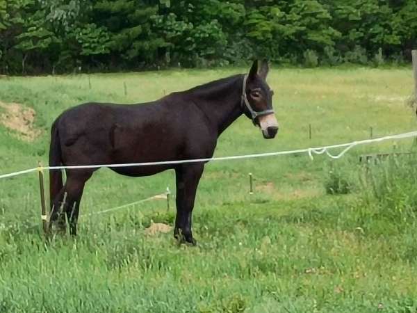 black-none-horse