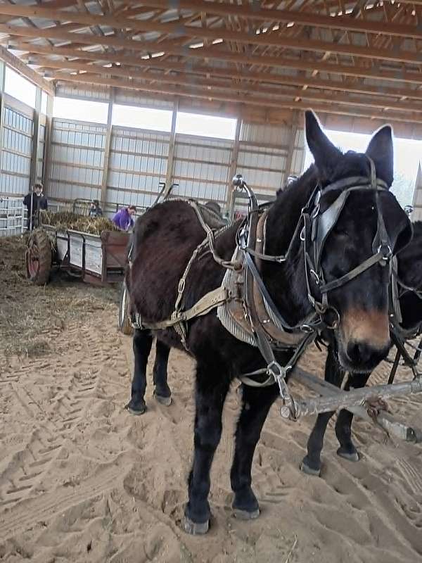 mules