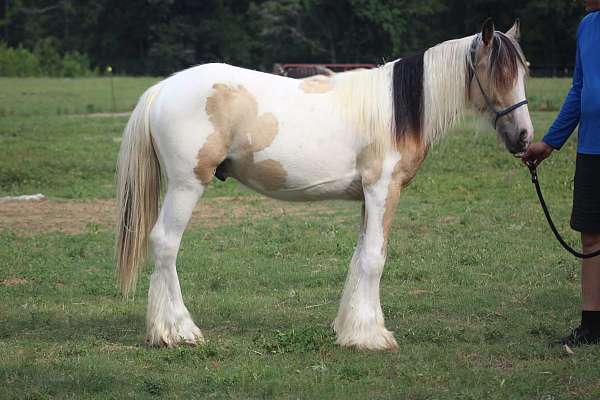 homozygous-black-gelding-stallion