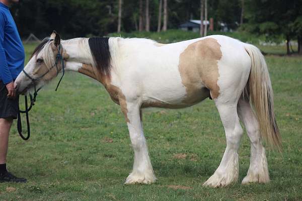 black-gvhs-gelding-stallion
