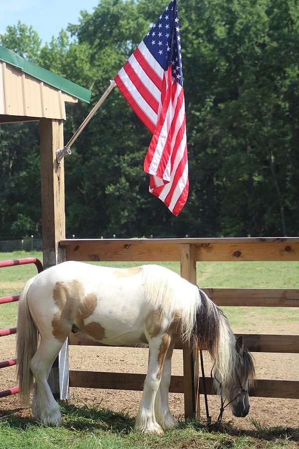 gypsy-vanner-stallion