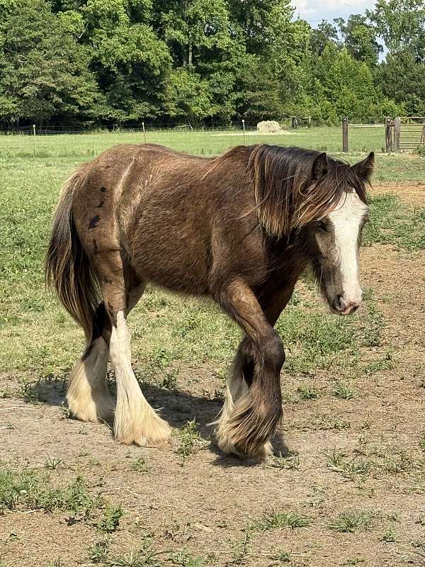 black-buckskin-homozygous-horse