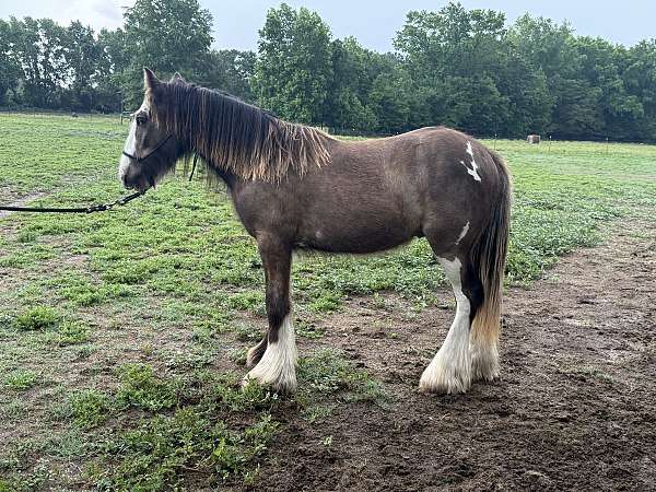 black-buckskin-homozygous-black-horse