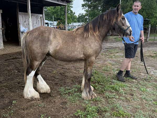 black-buckskin-gvhs-gelding-stallion