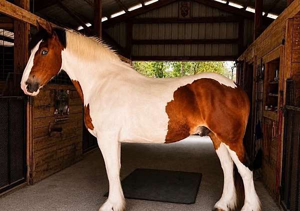 all-around-draft-horse