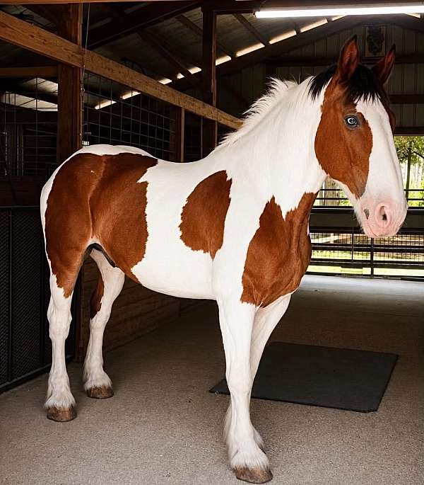 draft-horse